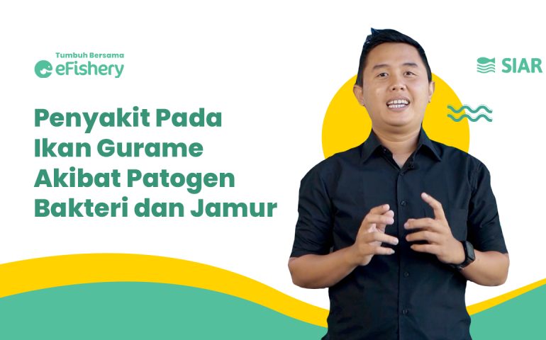 Kenali Penyakit pada Ikan Gurame Akibat Patogen Parasit blog1 (1)