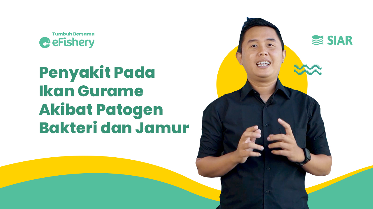 Kenali Penyakit pada Ikan Gurame Akibat Patogen Parasit blog1 (1)