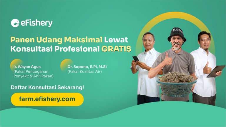 pendampingan gratis budidaya udang