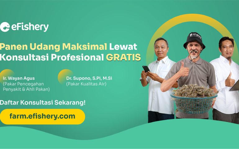 pendampingan gratis budidaya udang