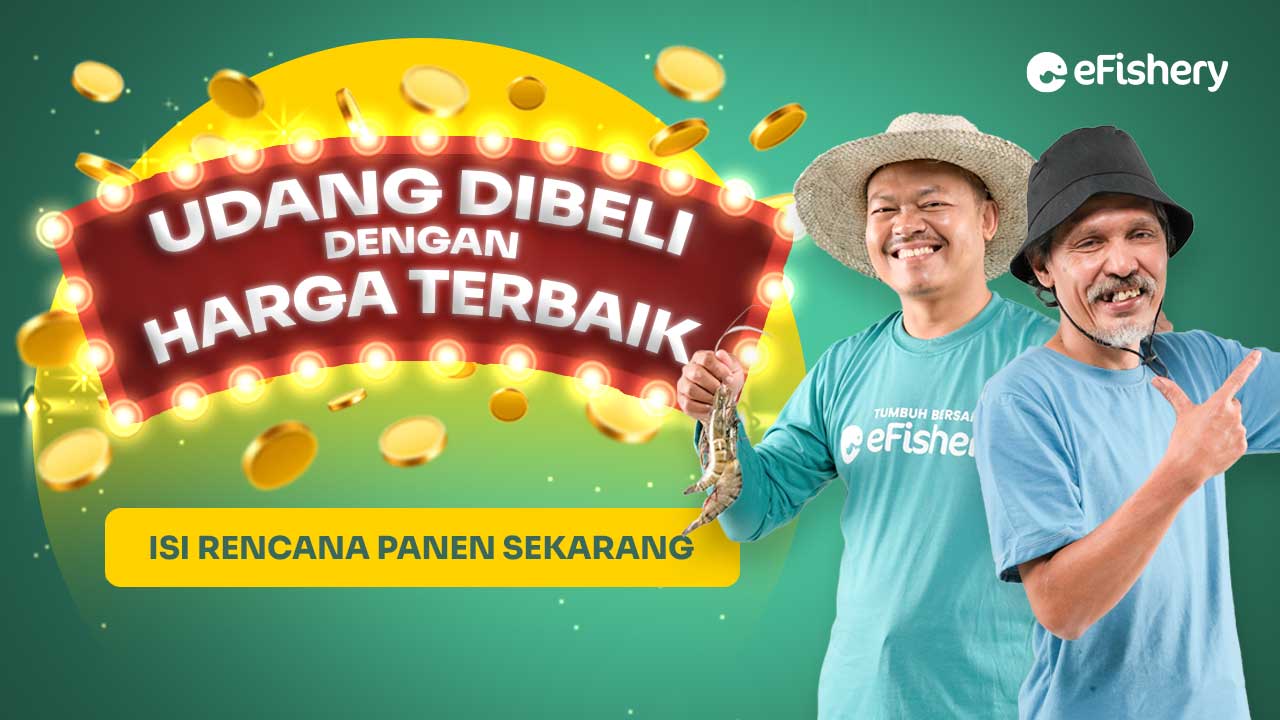 Isi “Rencana Panen”, Jual Hasil Panen Udang Jadi Lebih Mudah & Dibeli dengan Harga Menguntungkan!