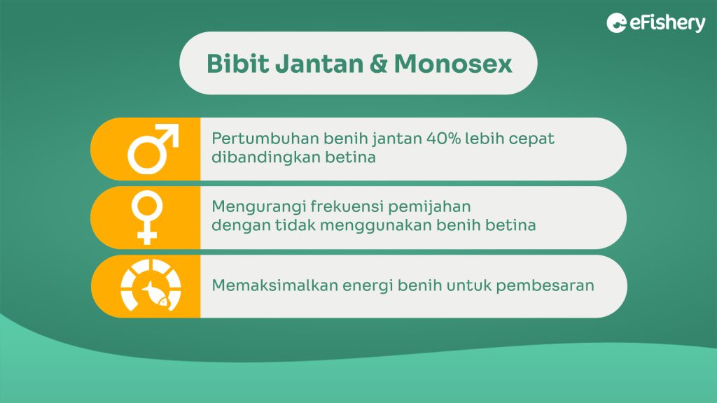 bibit ikan nila