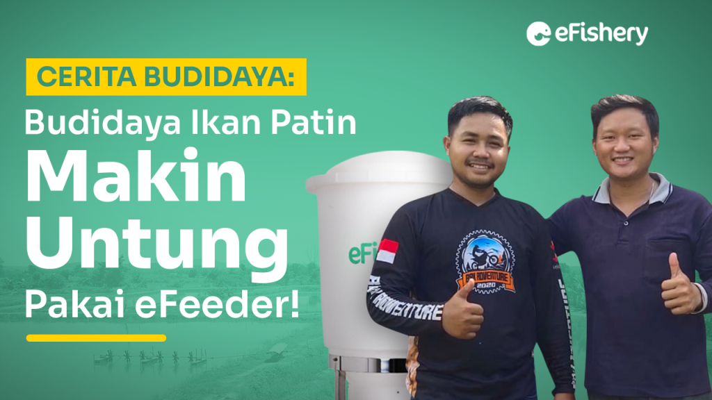 cerita budidaya ikan patin