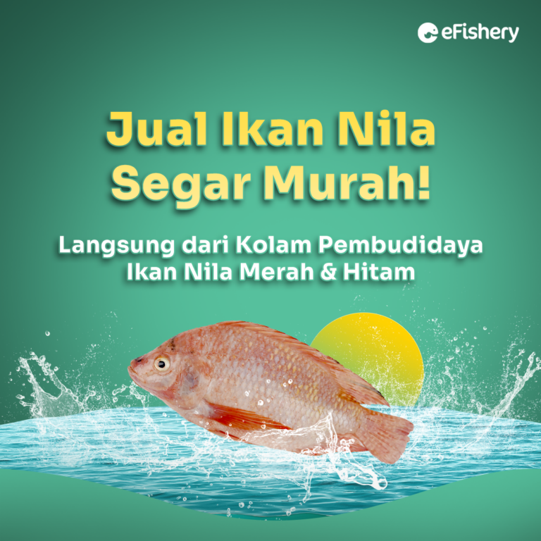 jual ikan nila