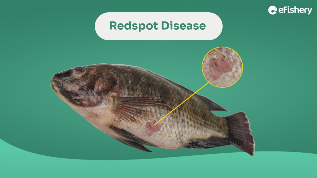 penyakit redspot disease