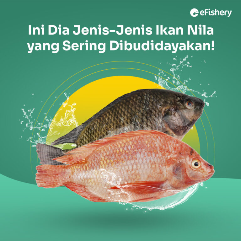 jenis ikan nila