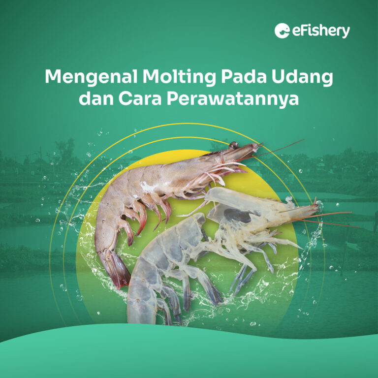 molting pada udang