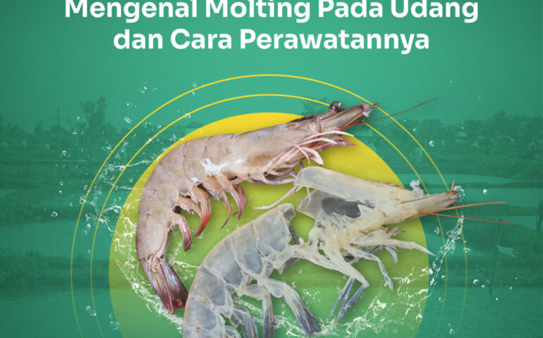 molting pada udang