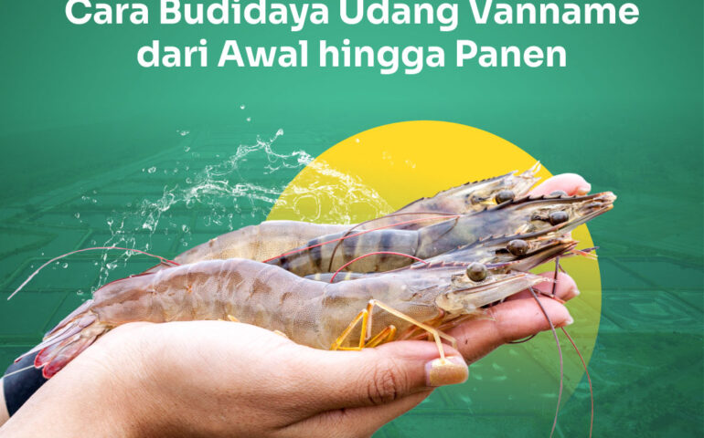 budidaya udang vaname