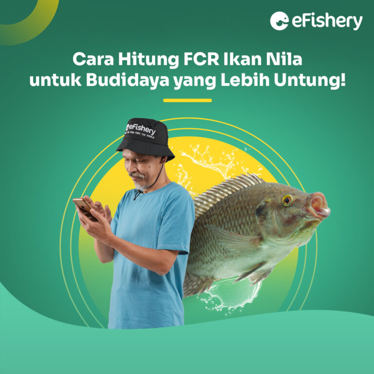 fcr ikan nila