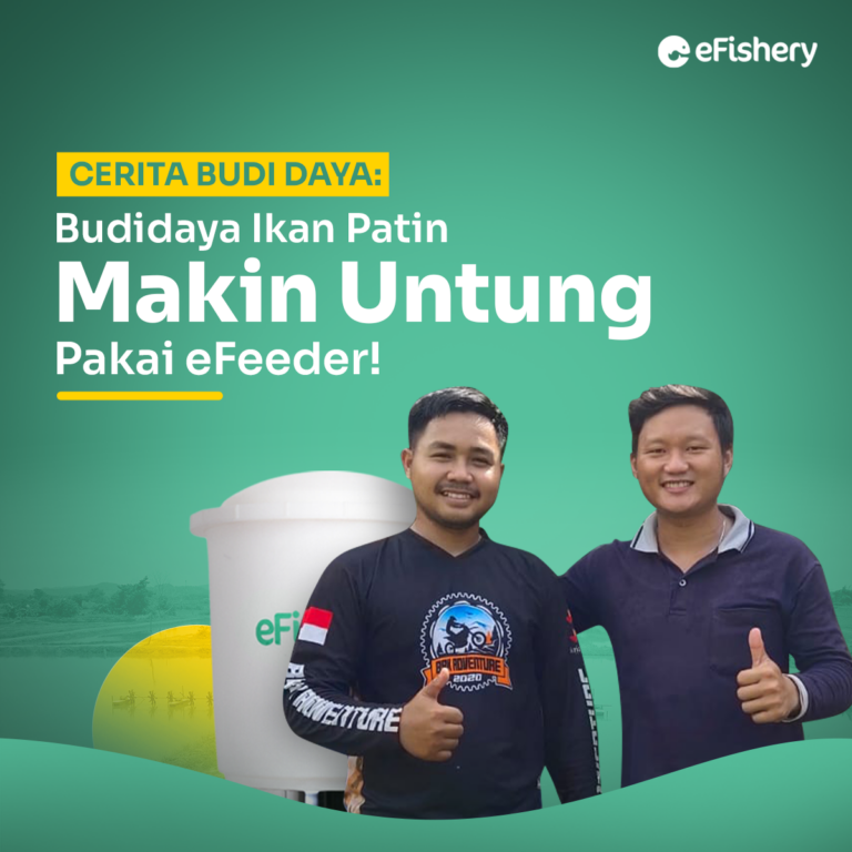 cerita budidaya ikan patin