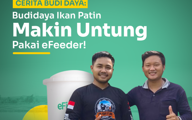 cerita budidaya ikan patin