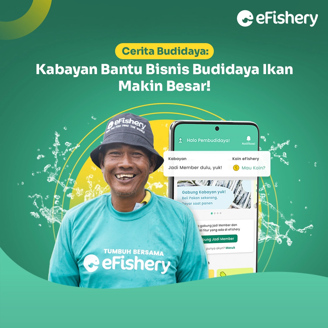 kabayan bisnis ikan nila makin besar