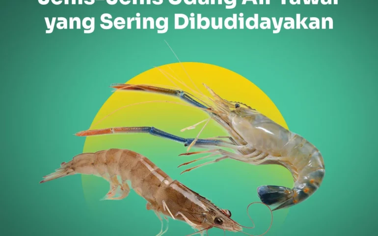 jenis udang air tawar untuk budidaya