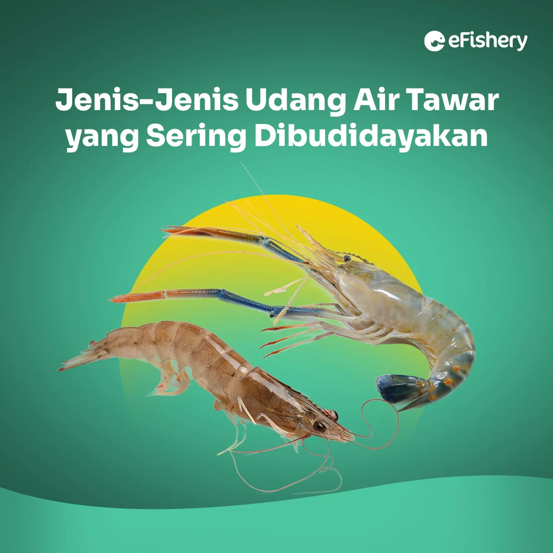 jenis udang air tawar untuk budidaya