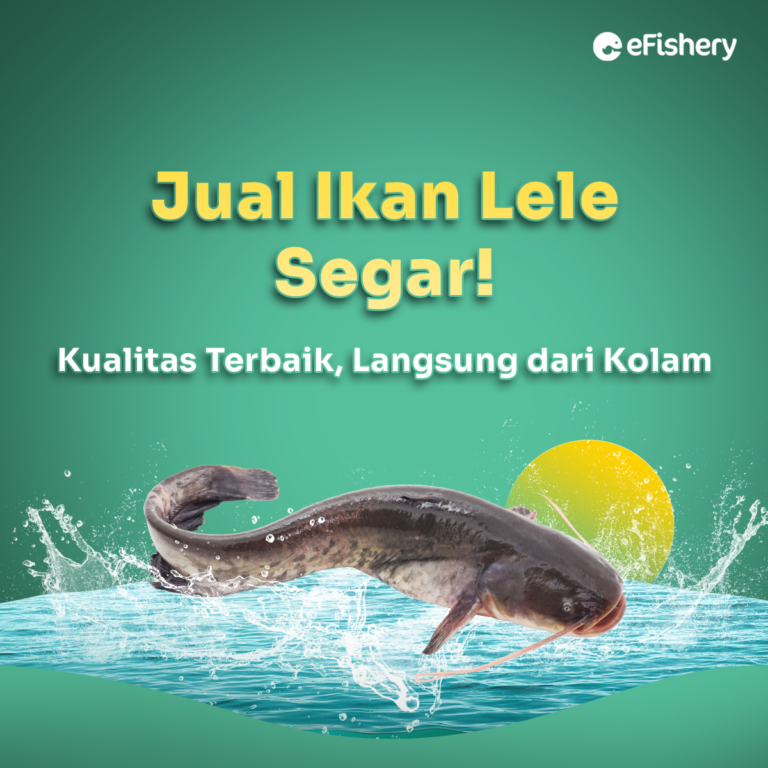 jual ikan lele