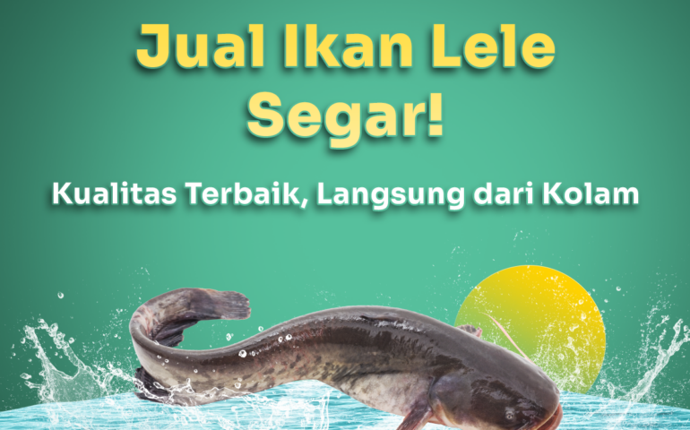 jual ikan lele