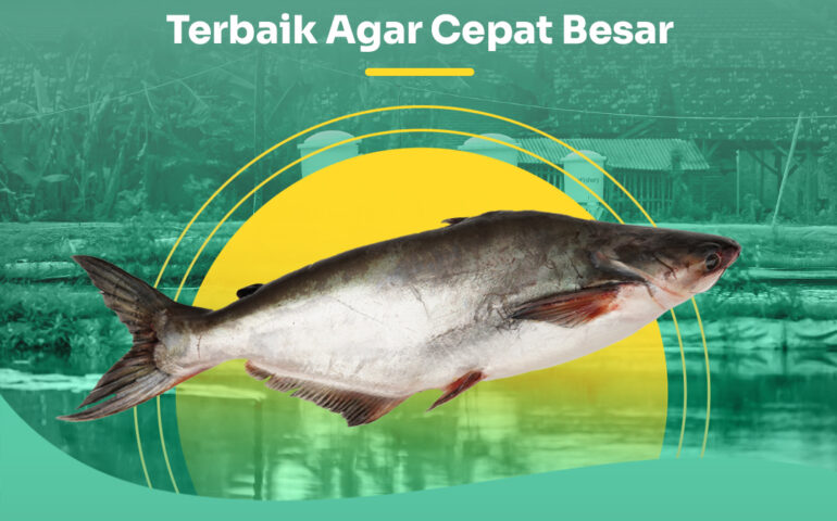 makanan ikan patin