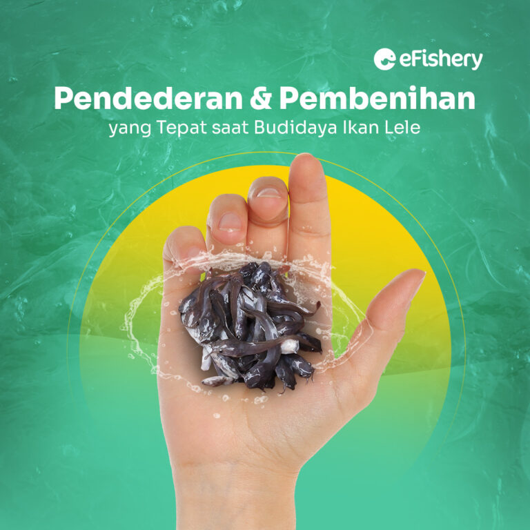 pendederan ikan lele