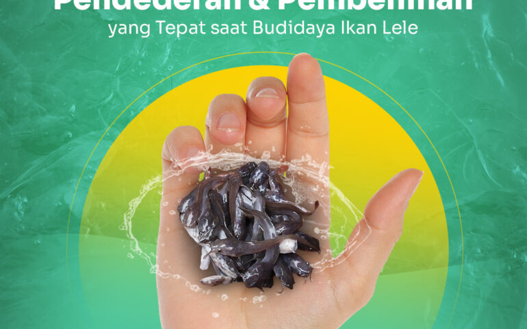 pendederan ikan lele