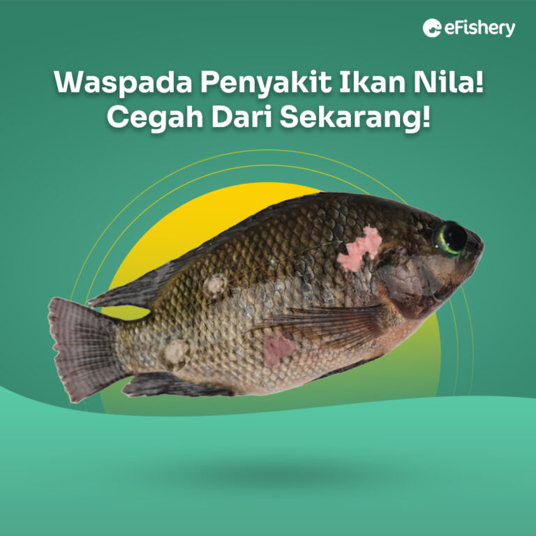 penyakit ikan nila