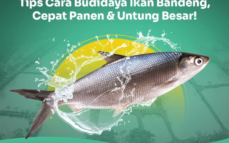 budidaya ikan bandeng