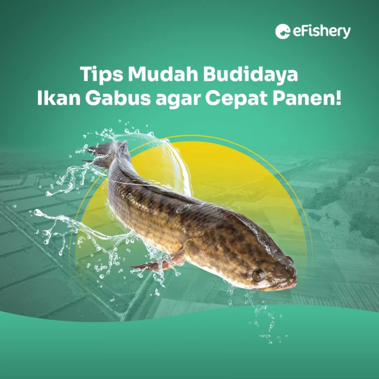 budidaya ikan gabus