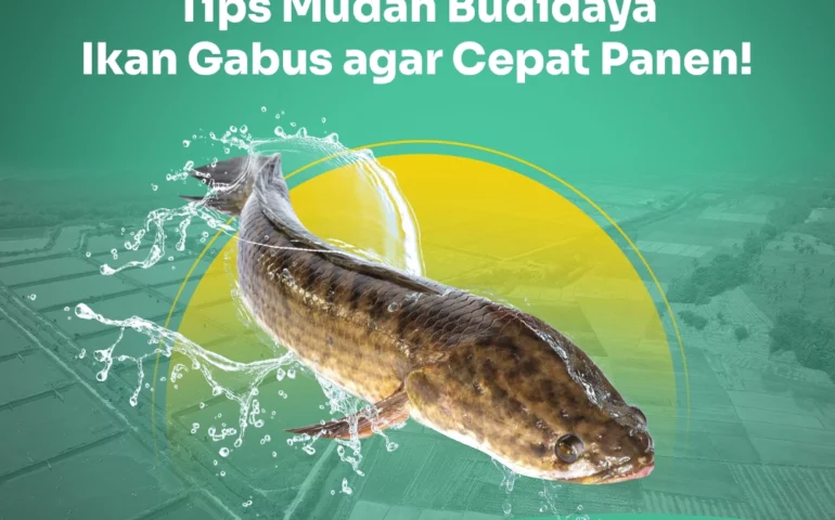 budidaya ikan gabus