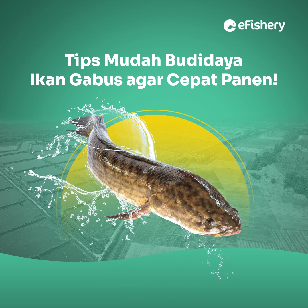 Tips Mudah Budidaya Ikan Gabus Agar Cepat Panen 0395