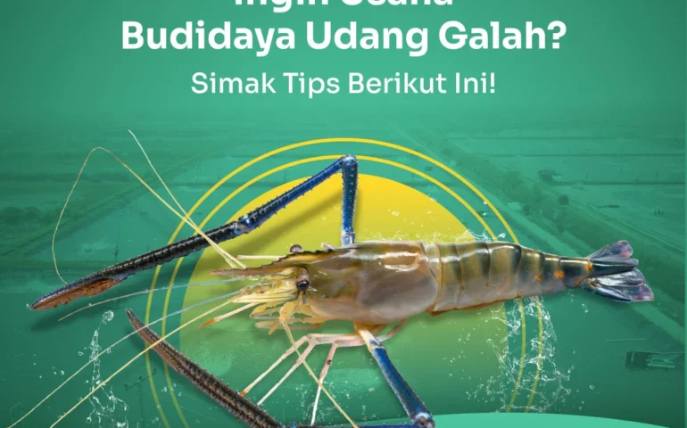 budidaya udang galah