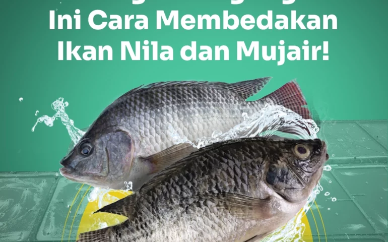 perbedaan ikan nila dan mujair