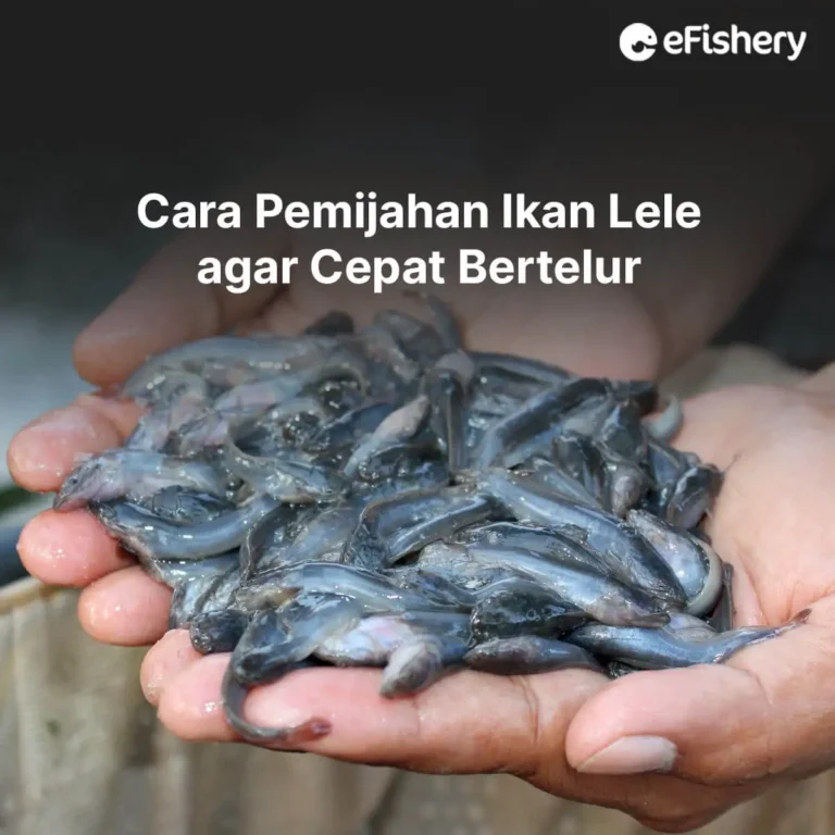 cara pemijahan ikan lele