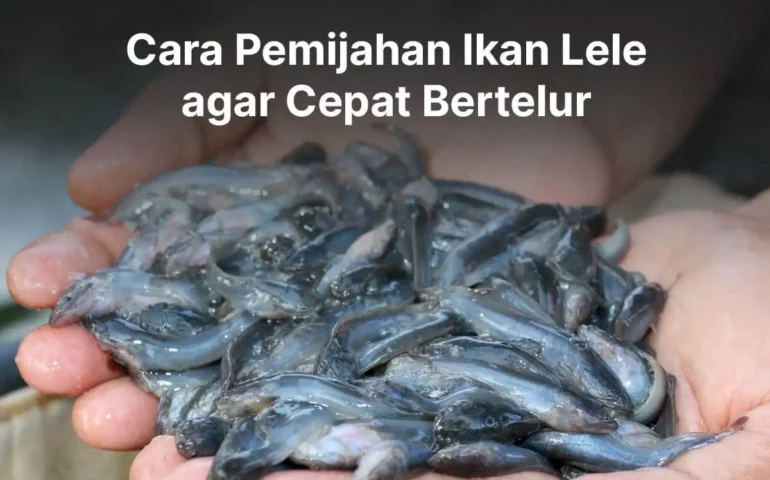 cara pemijahan ikan lele