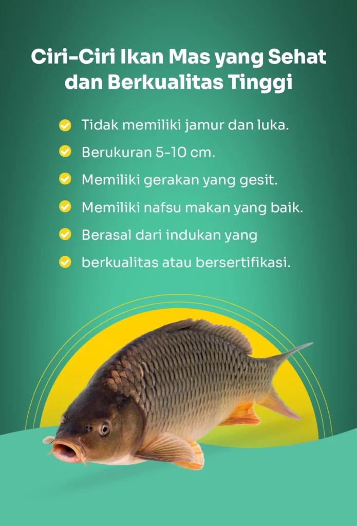 ciri ciri ikan mas yang sehat