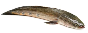 great snakehead