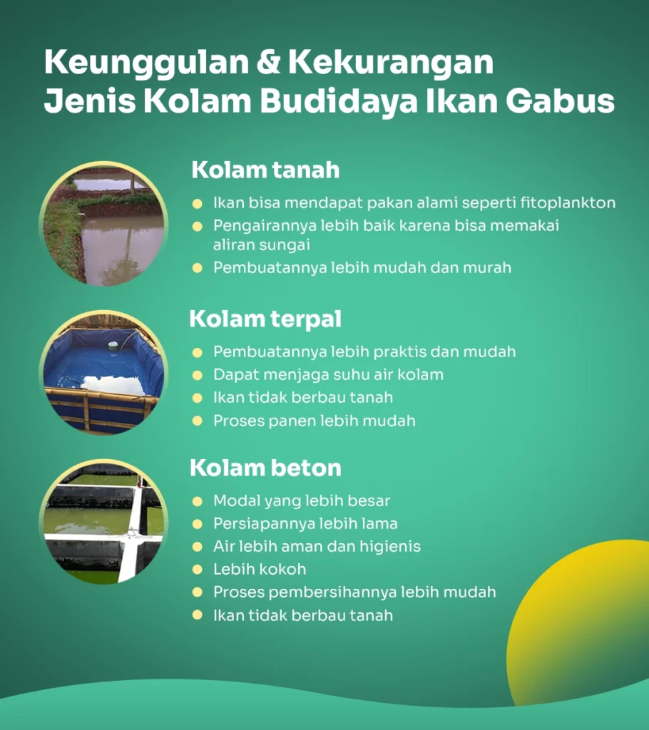 jenis kolam budidaya ikan gabus