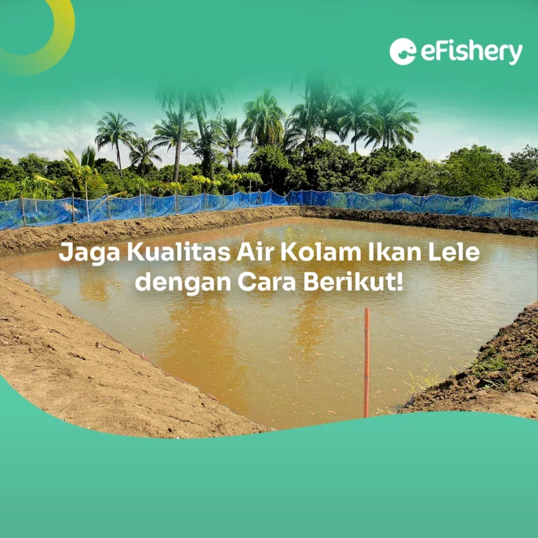 kolam ikan lele