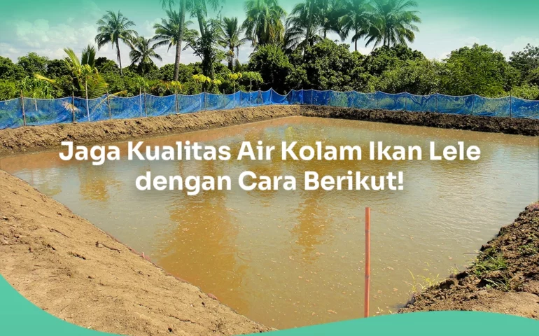 kolam ikan lele