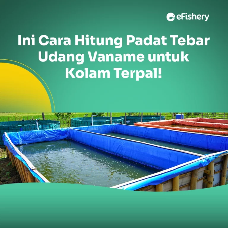 padat tebar udang vaname kolam terpal