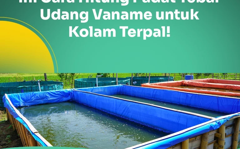 padat tebar udang vaname kolam terpal