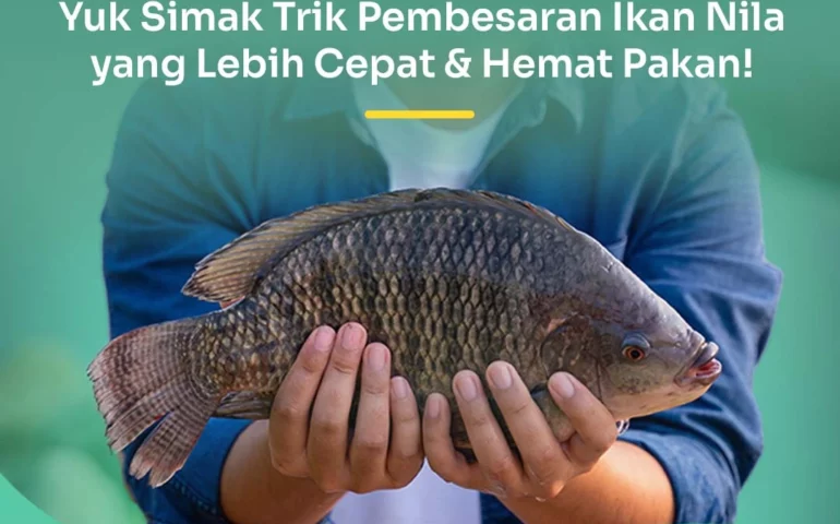 pembesaran ikan nila