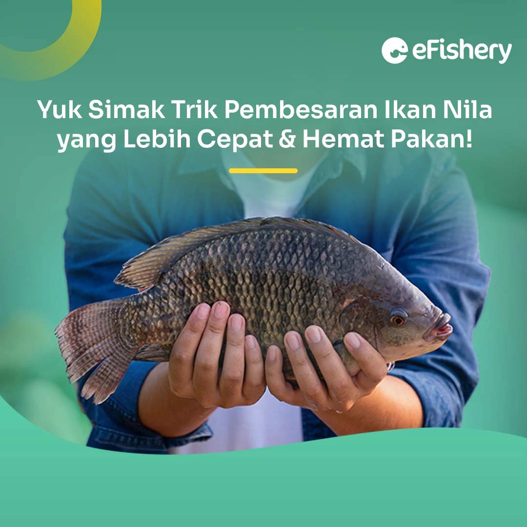 pembesaran ikan nila