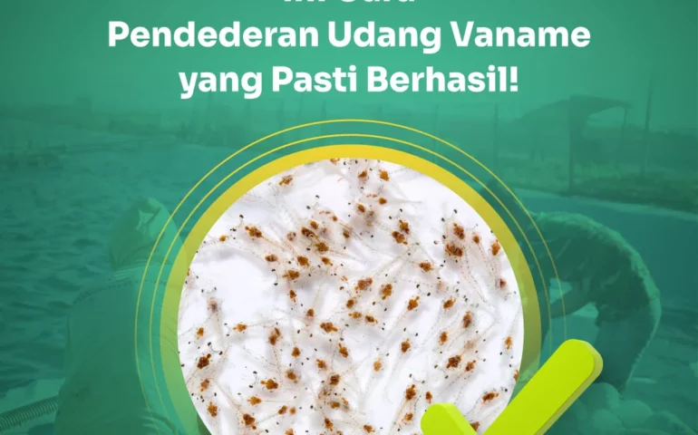 pendederan udang vaname