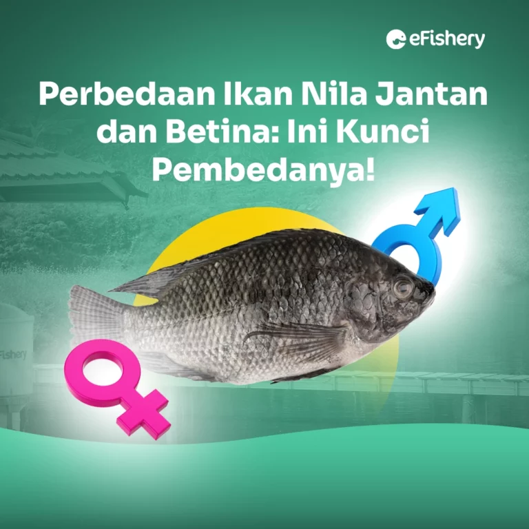 perbedaan ikan nila jantan dan betina