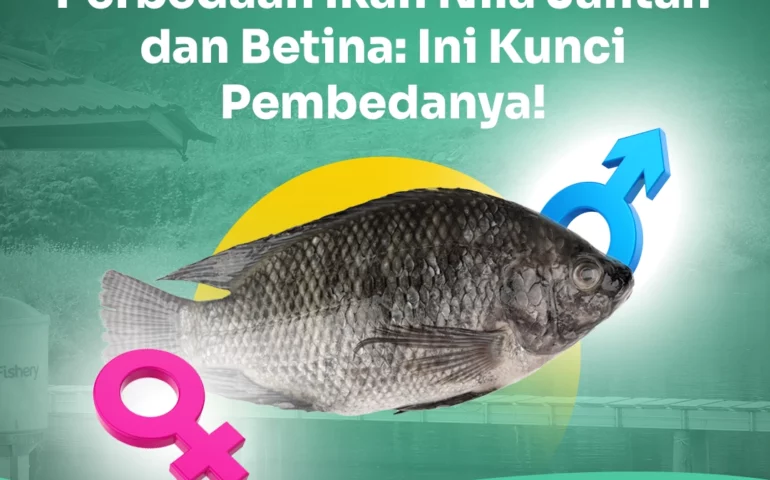 perbedaan ikan nila jantan dan betina