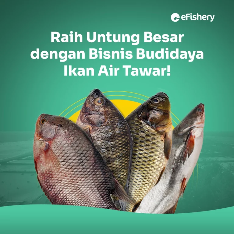 budidaya ikan air tawar