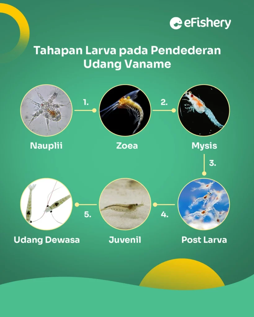 tahap pendederan udang vaname