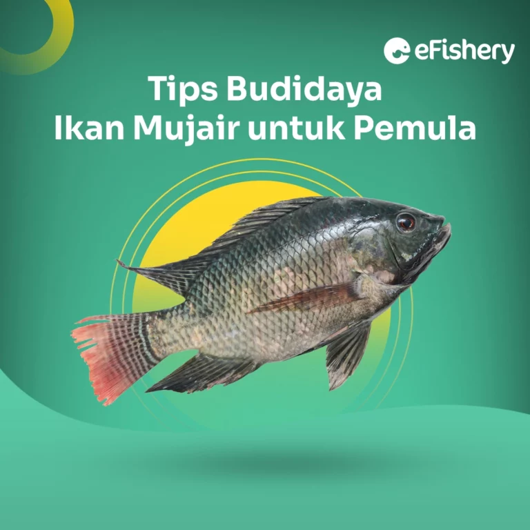 budidaya ikan mujair