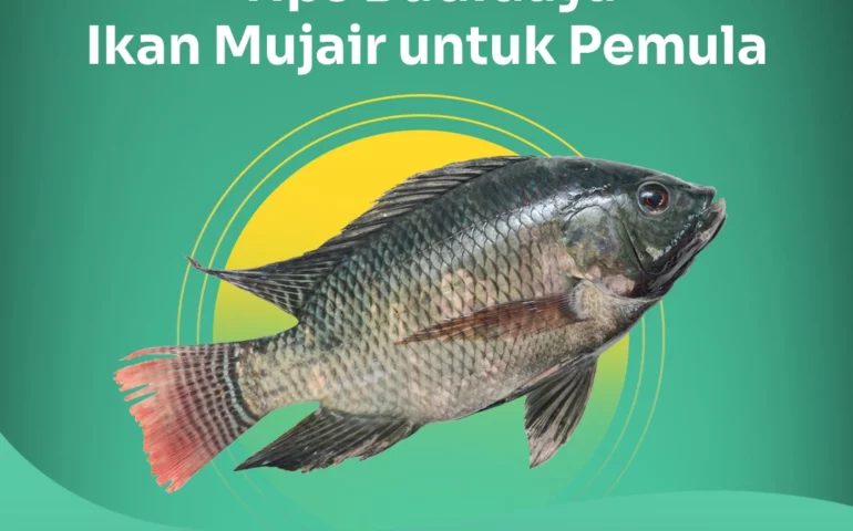 budidaya ikan mujair