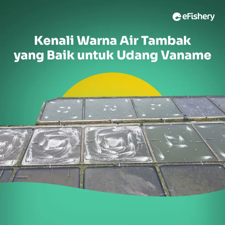 warna air tambak yang baik untuk udang vaname